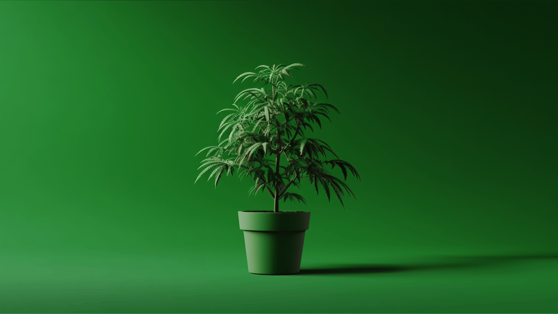 Growing Cannabis